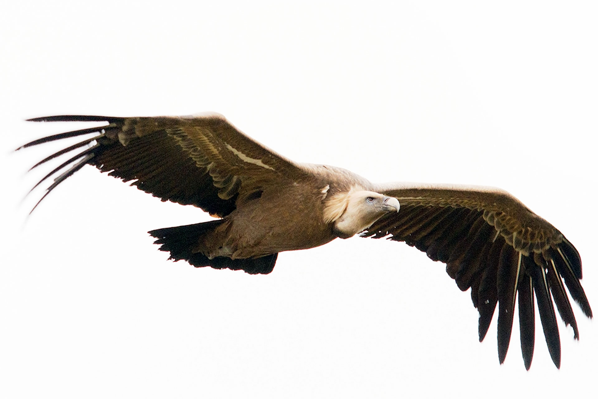 Buitre leonado adulto en el Refugio. Foto Jose Luis Armendariz Sanz