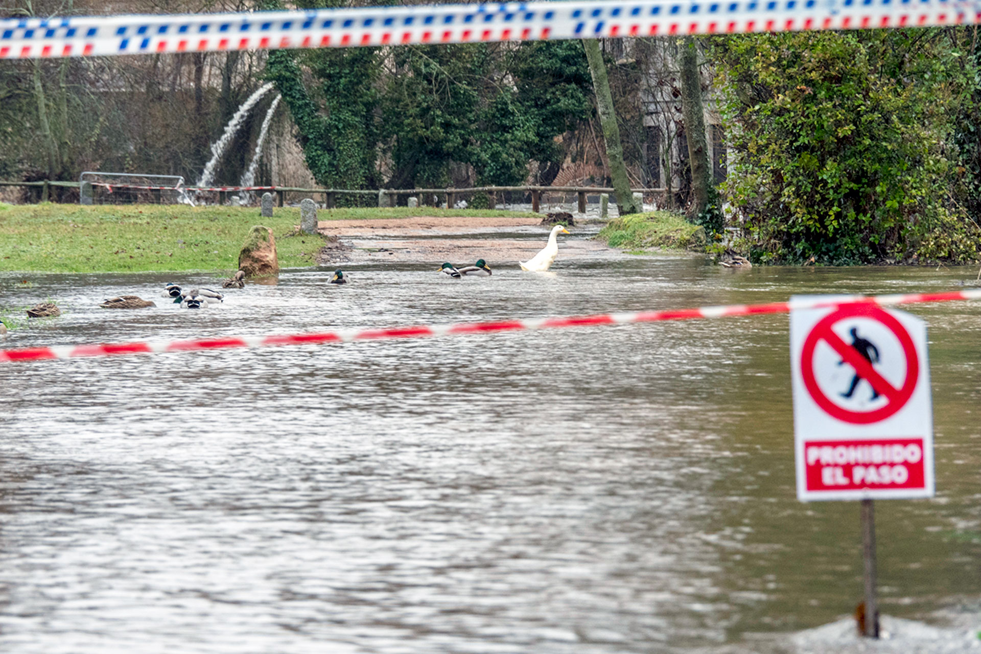 El río Eresma lleva varios días con riesgo de desbordamiento en las inmediaciones de la capital segoviana. / Kamarero
