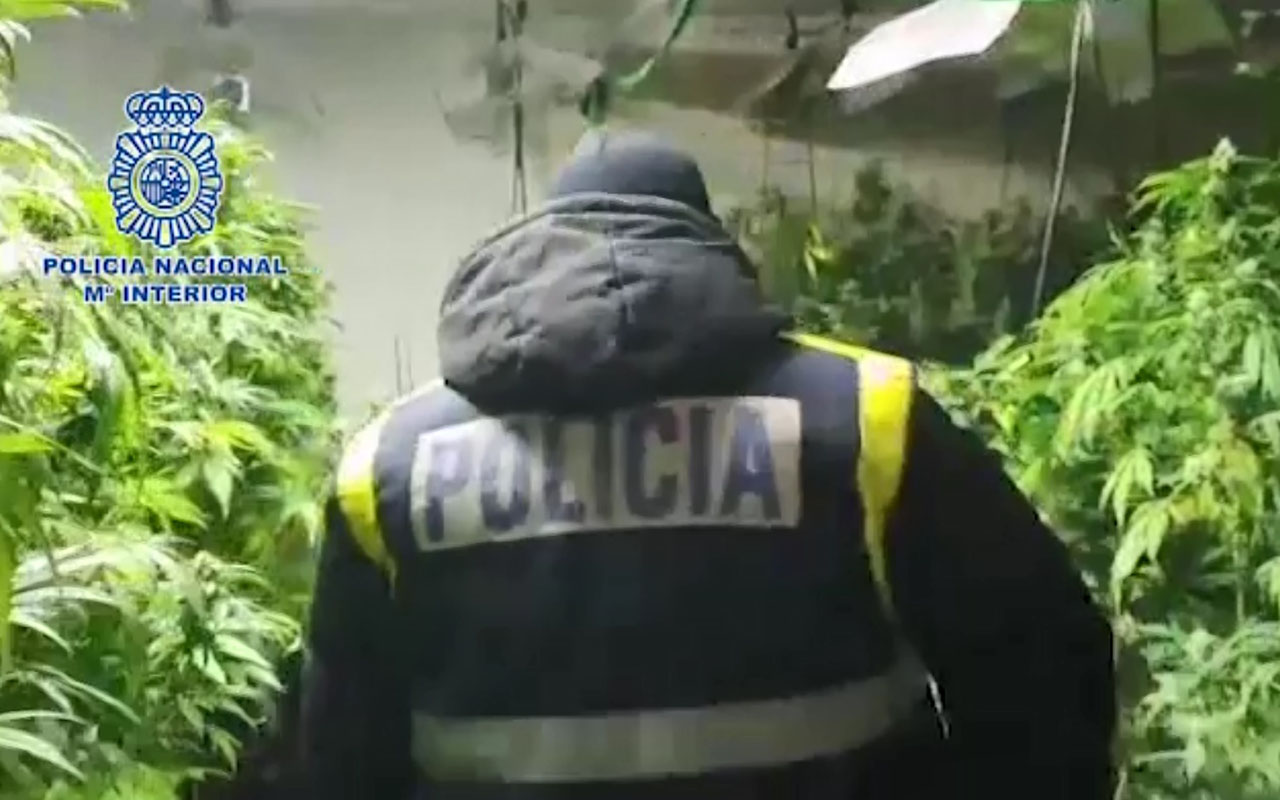Detenido en Segovia con 800 plantas de marihuana. Policía Nacional
