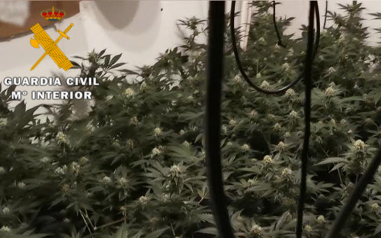 Descubierto un laboratorio con 360 plantas de marihuana en Fresno de Cantespino. / EL ADELANTADO