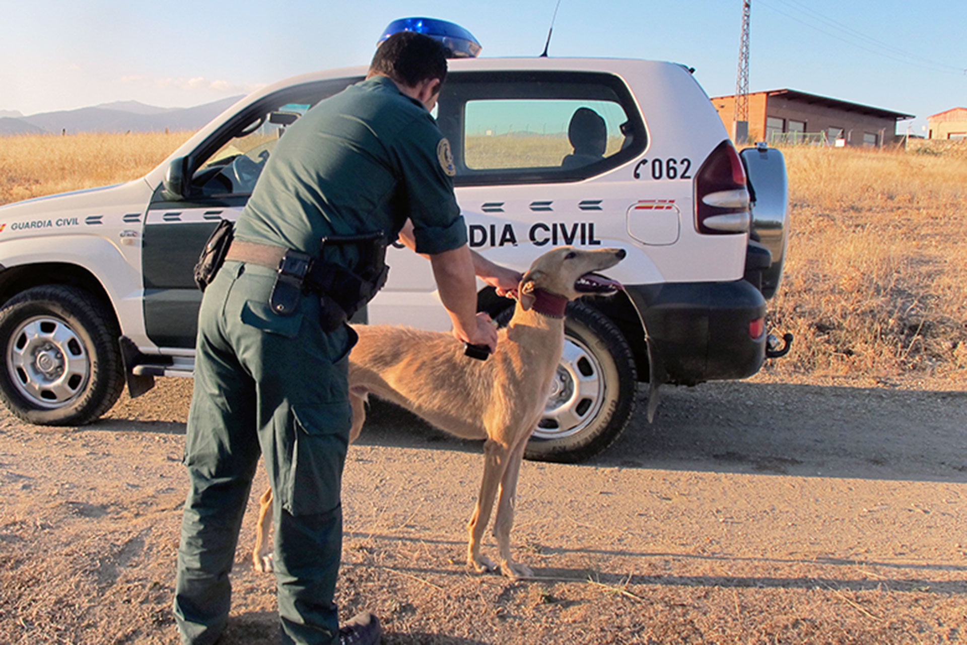 Un agente, con un galgo rescatado en una operación. / E. A.