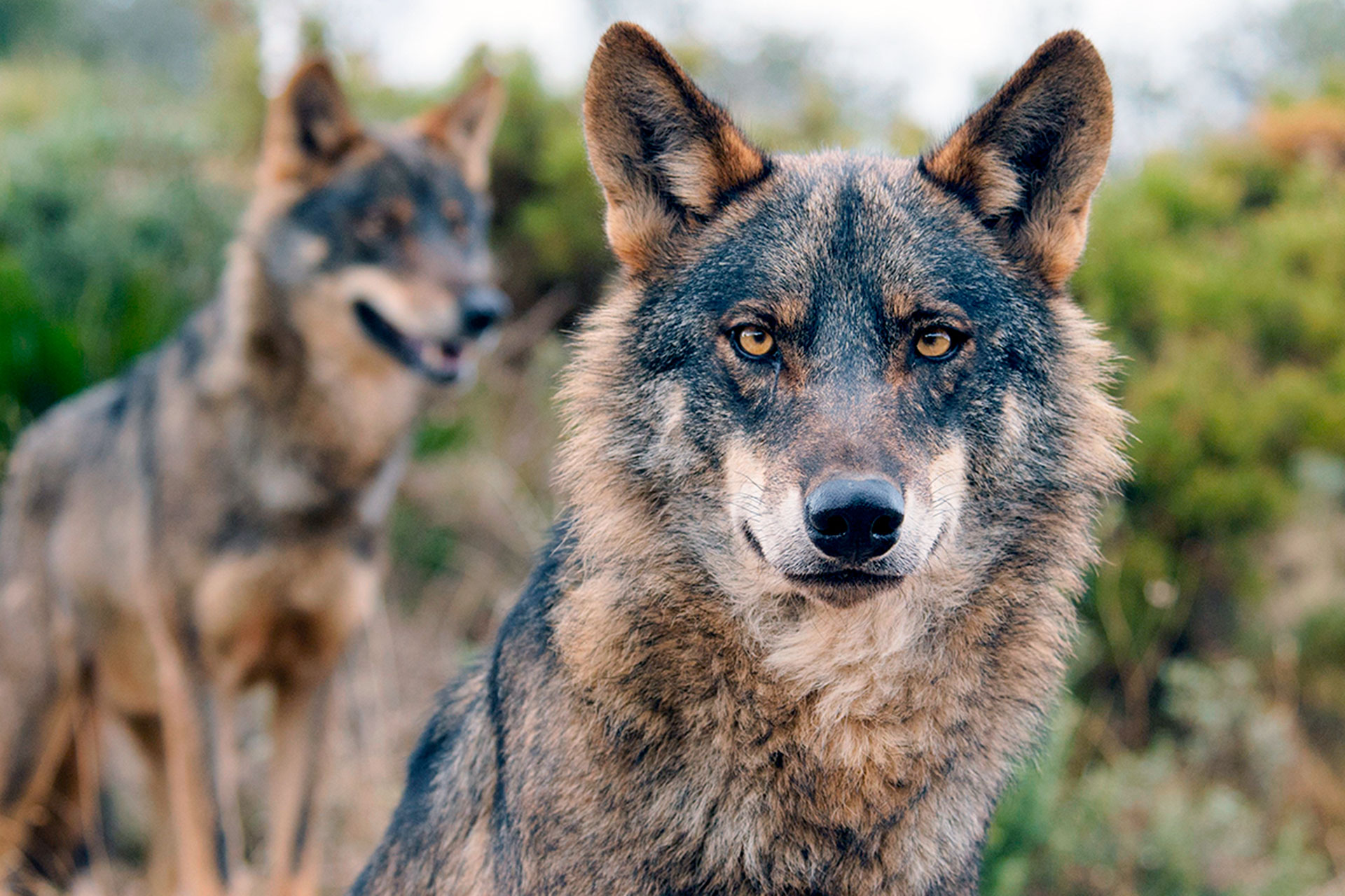 Un ejemplar de lobo ibérico. / ANA RETAMERO