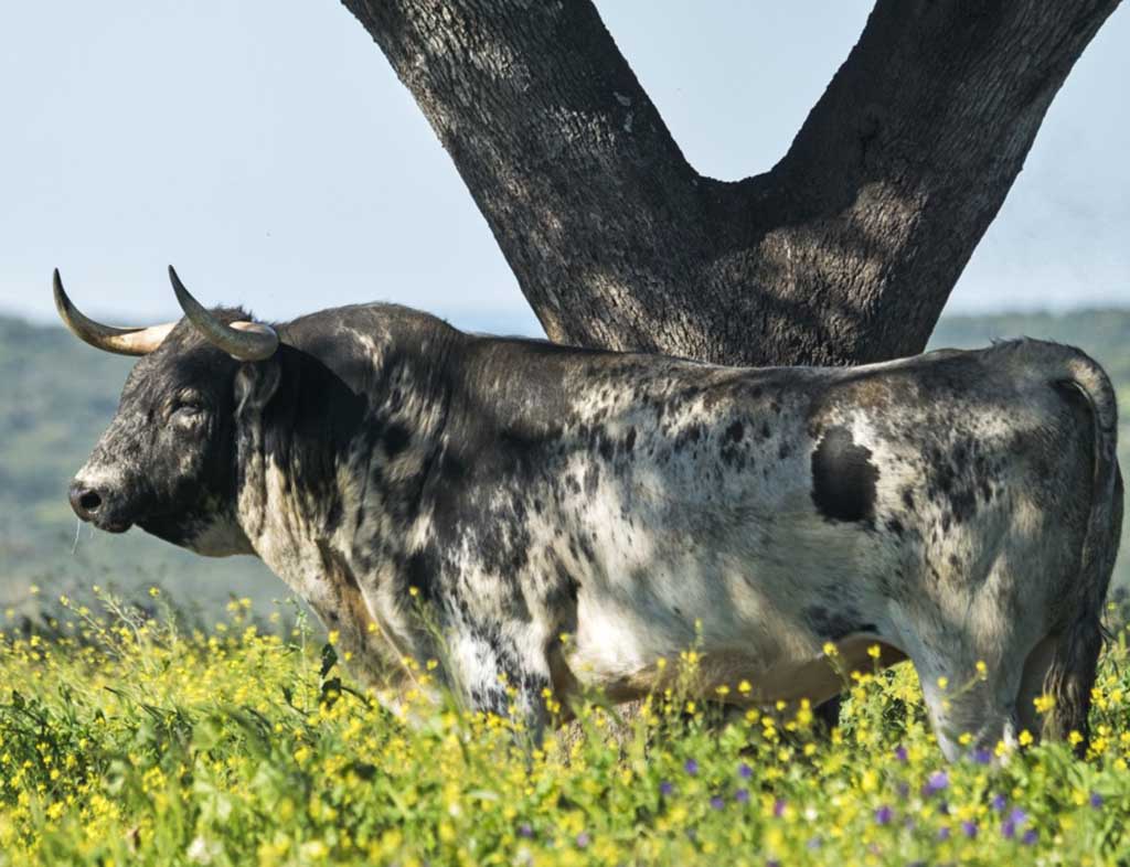 toro de lidia