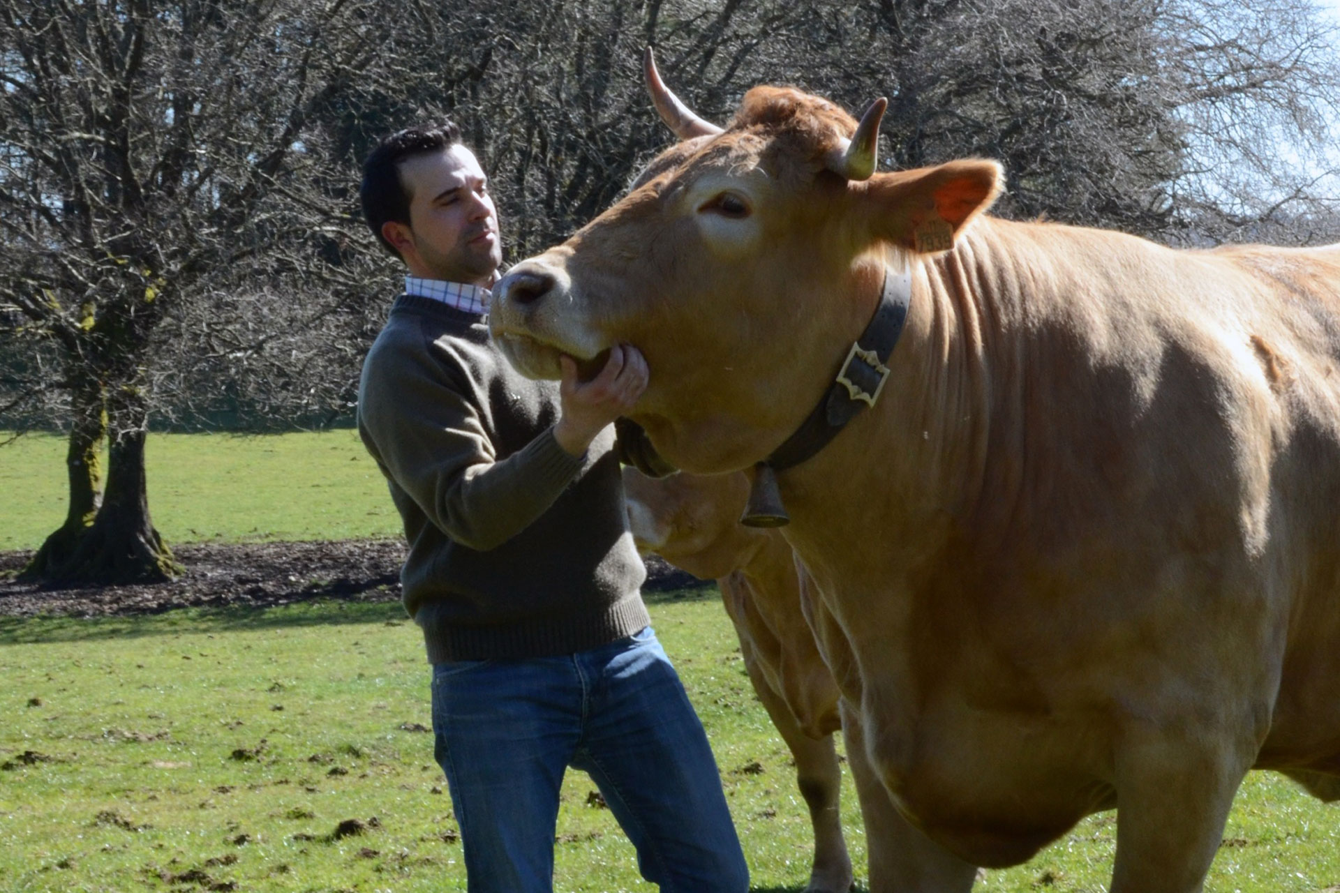 vaca bienestar animal