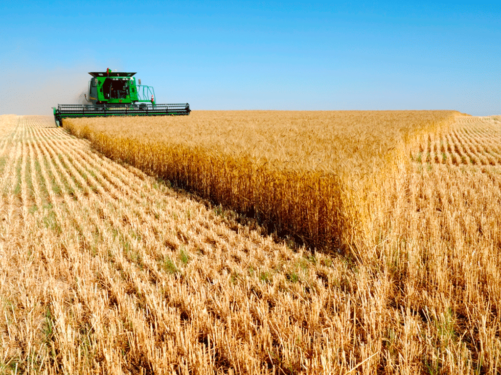 campo cereal agricultura