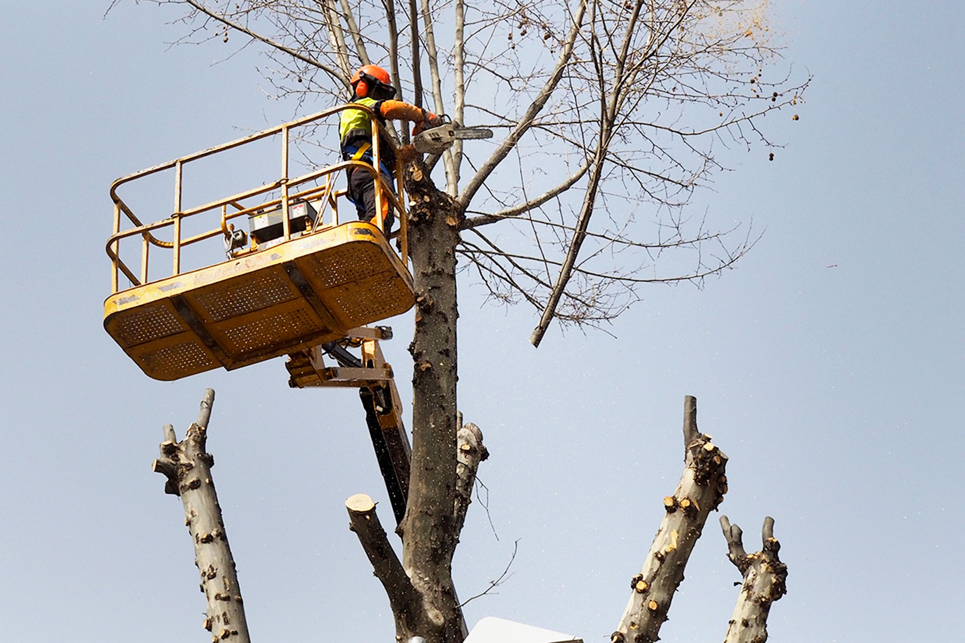Poda Arboles Calle Conde Sepulveda