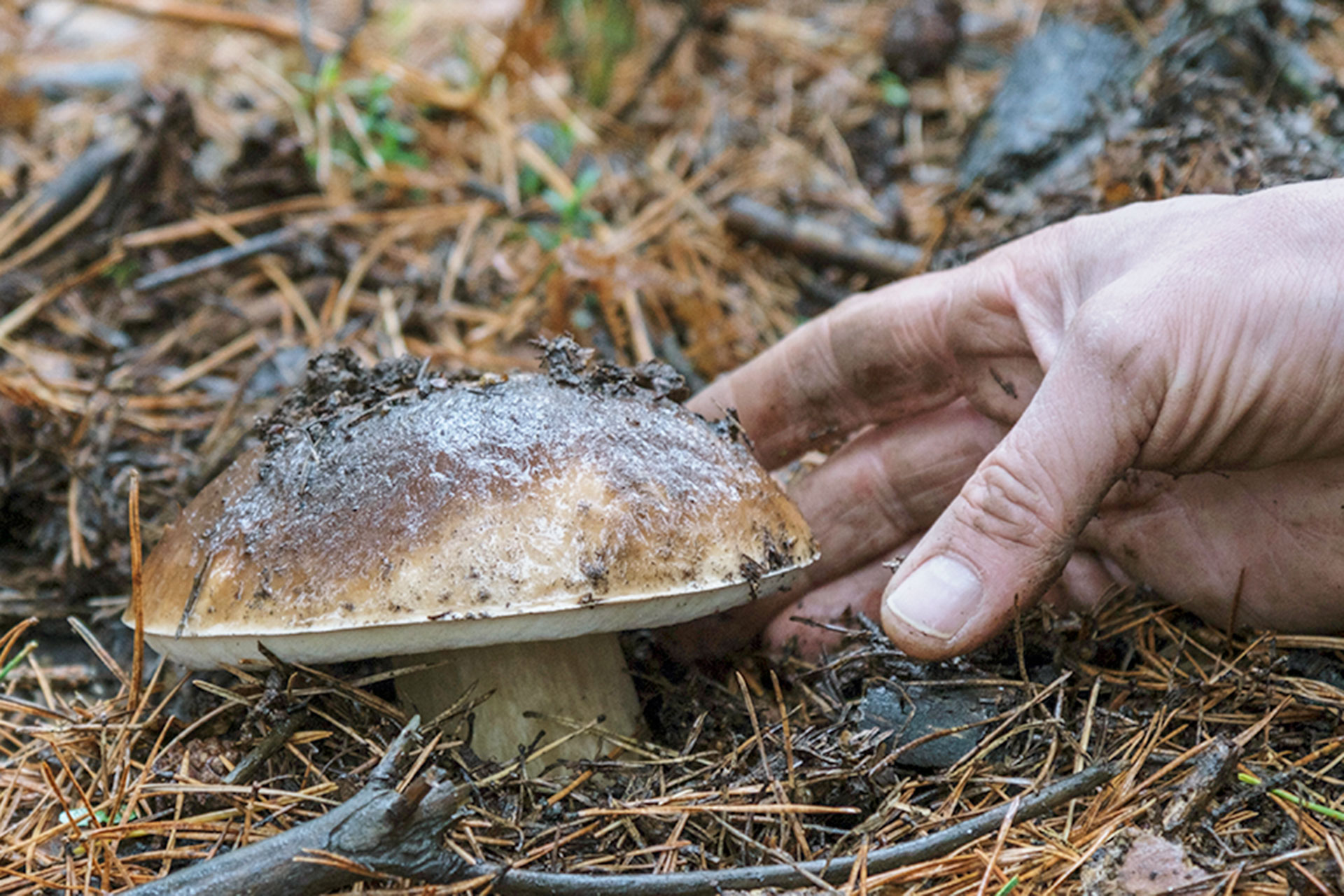 Sierra Guadarrama Setas Boletus Edulis