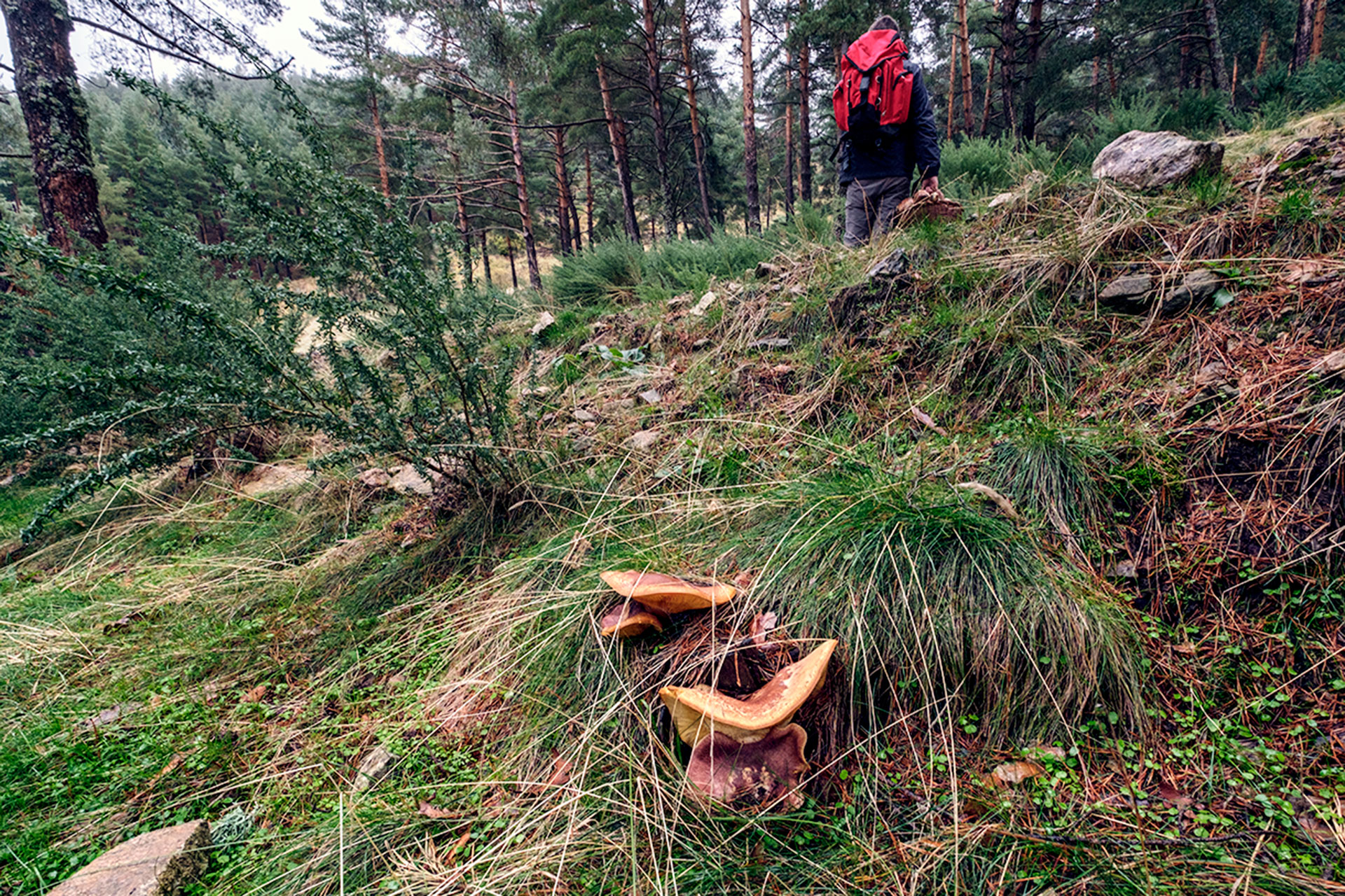 Sierra Guadarrama Setas KAM0865