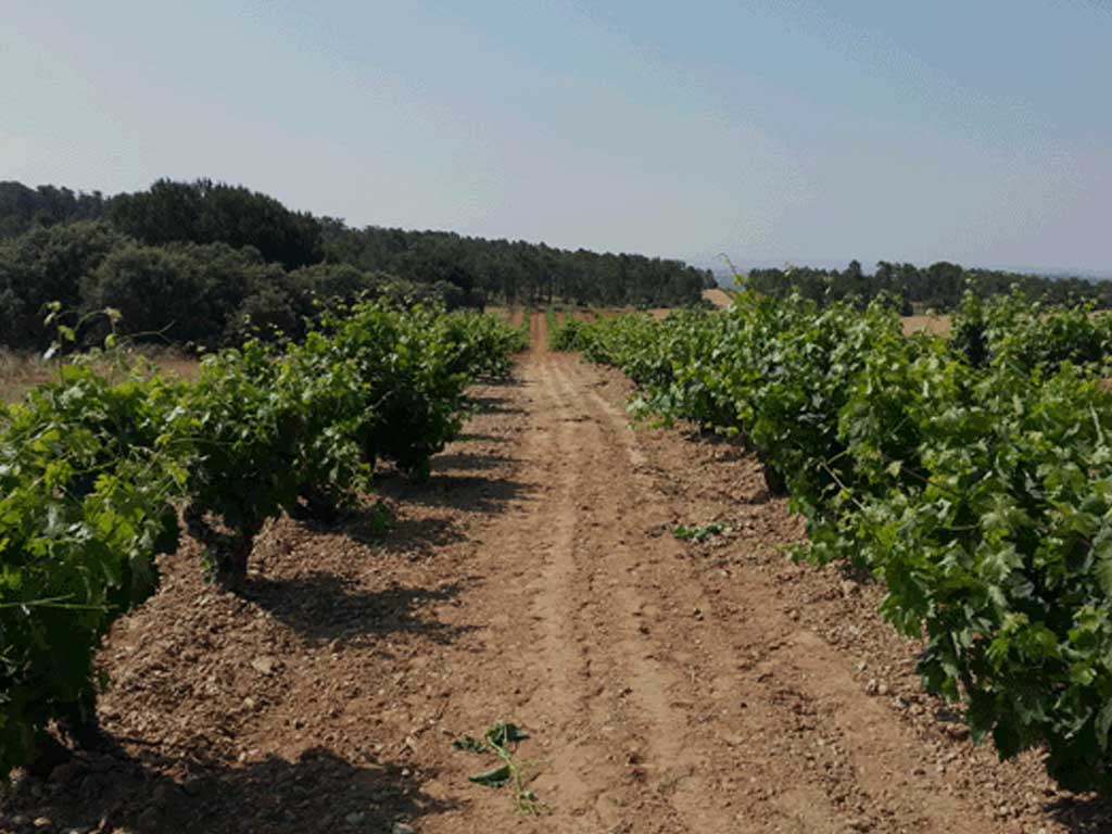 vinedos las dos antiguas