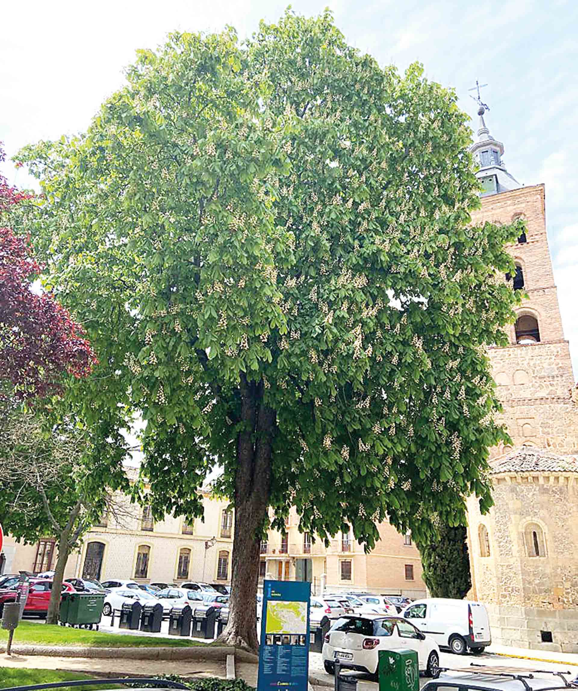 Castaño de Indias, de la plaza de la Merced de Segovia. / AGP