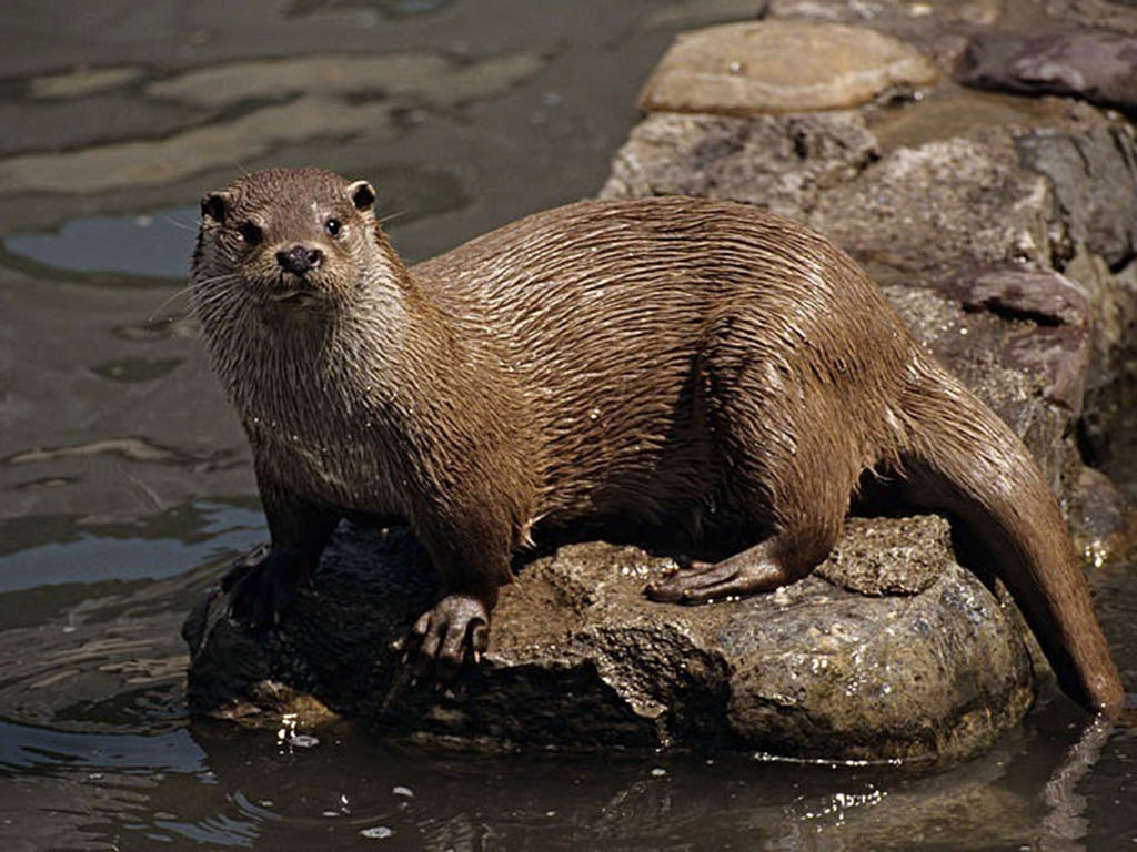 EuropaPress 2229477 nutrias