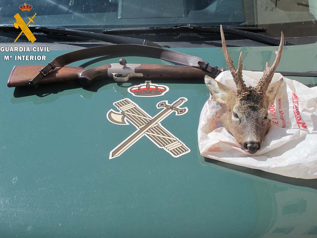 cabeza corzo seprona