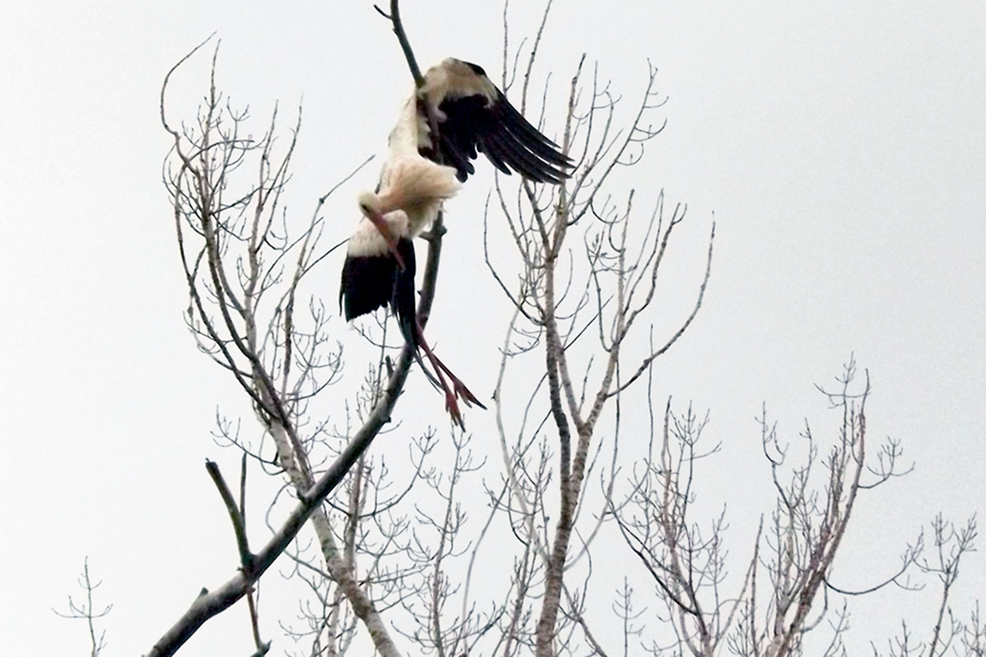 el espinar ciguena blanca herida rescate