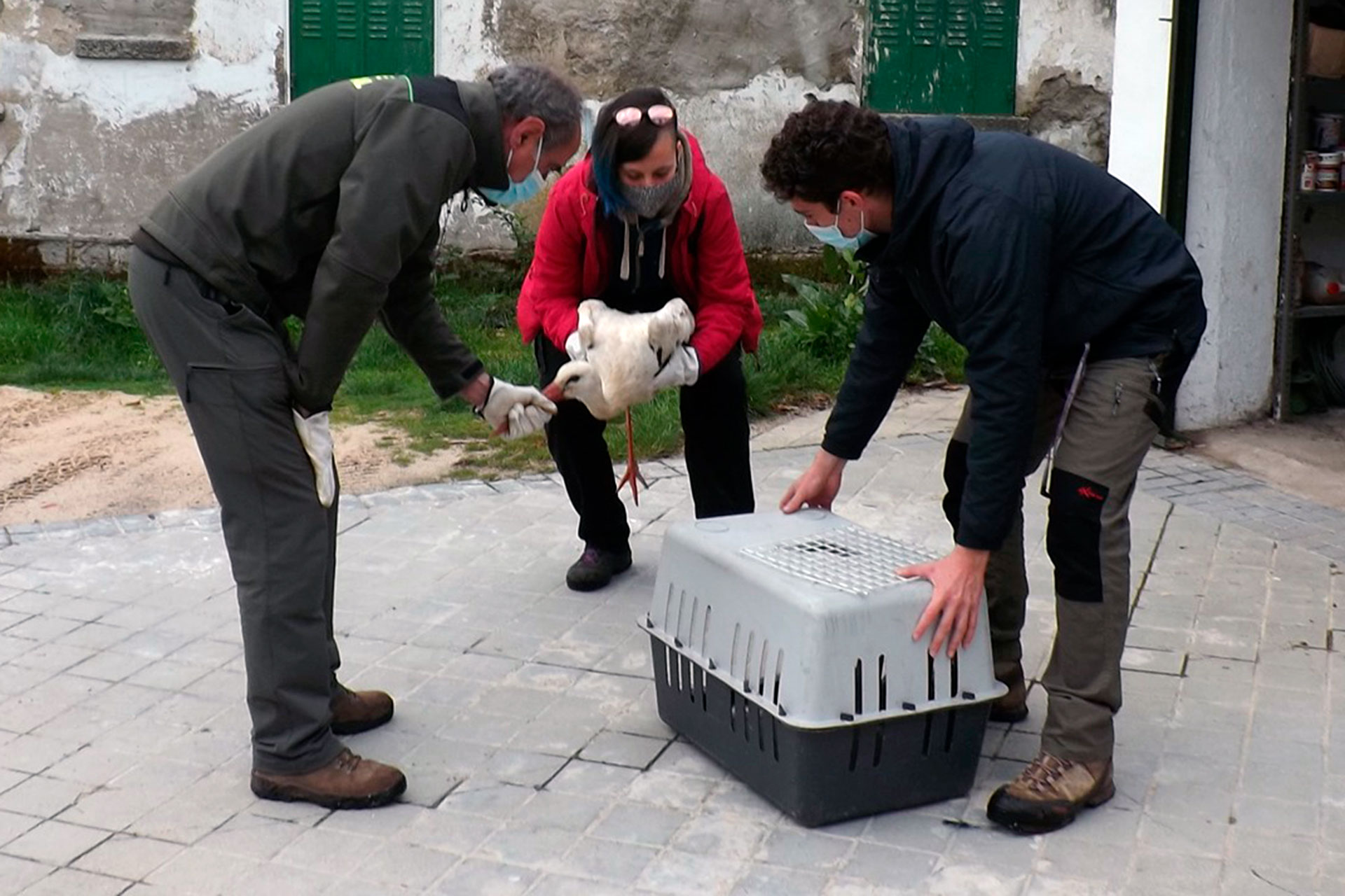 el espinar ciguena herida rescate