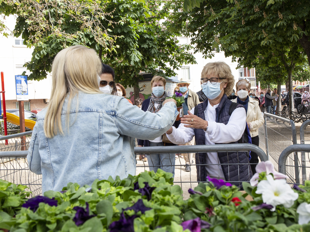 san lorenzo petunias