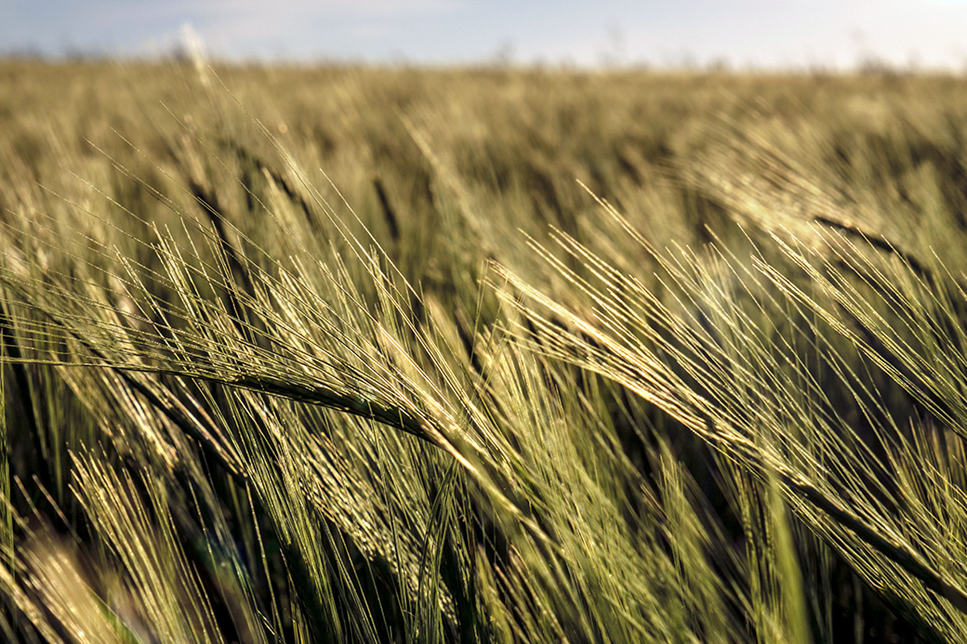 Agricultura Cereal KAM0810 copia