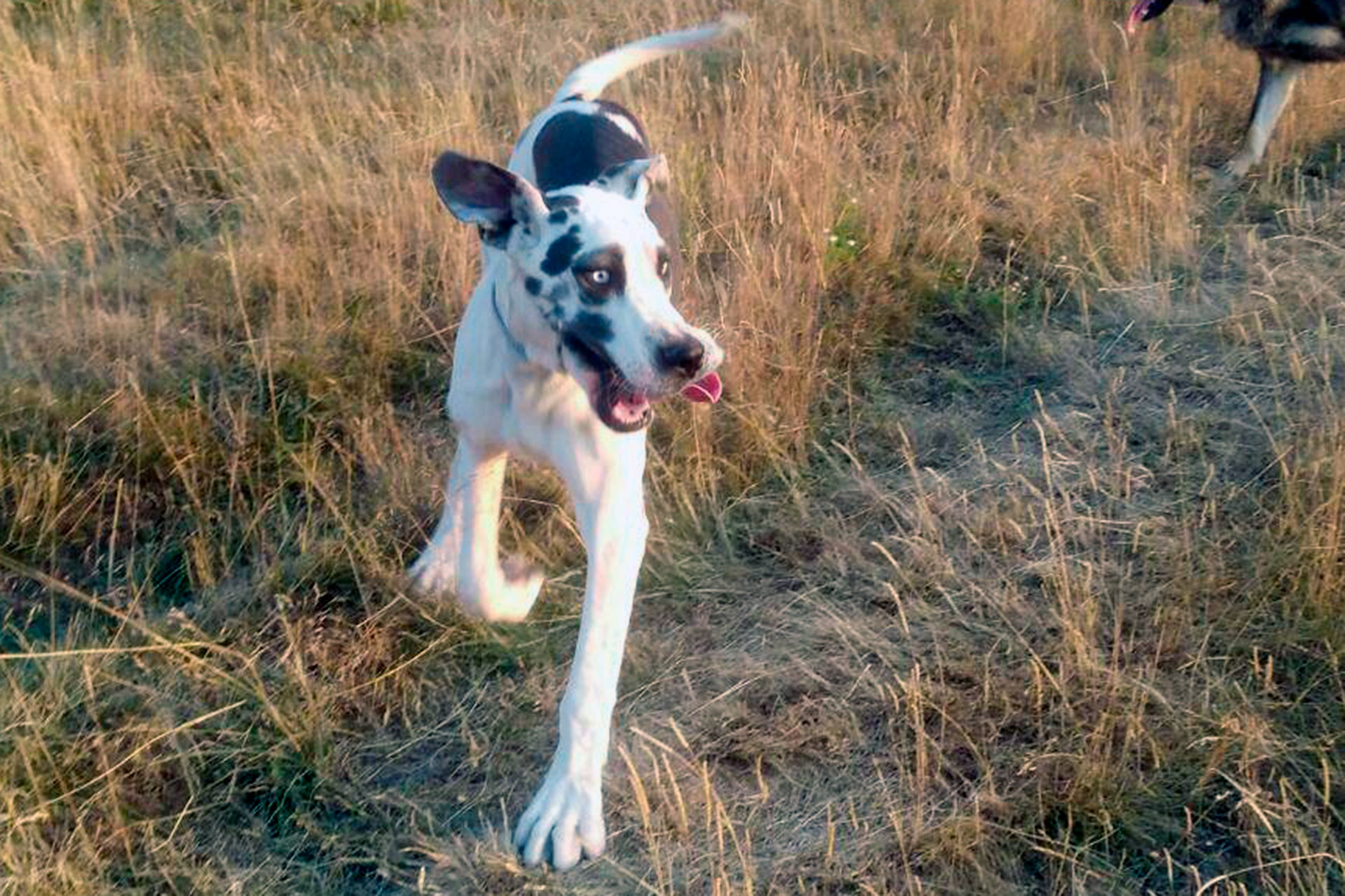 ayllon cerveza solidaria mi nanna