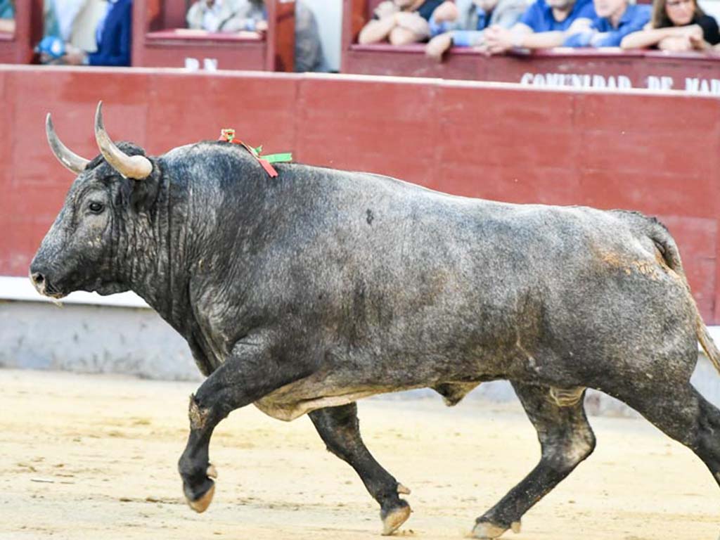 toro adolfo martin