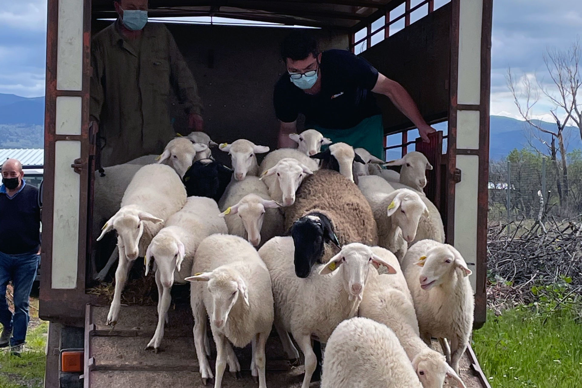 tresacasas ovejas esquileo