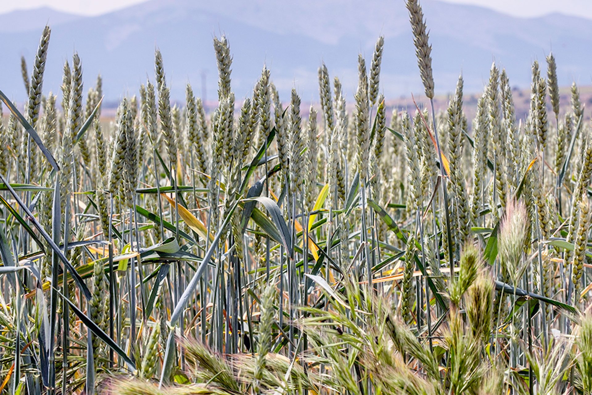 Agricultura Cereal KAM2223