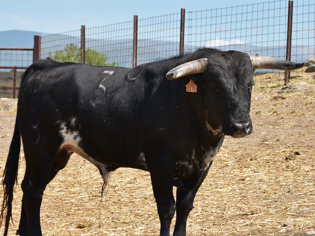 El Tajo y La Reina 39