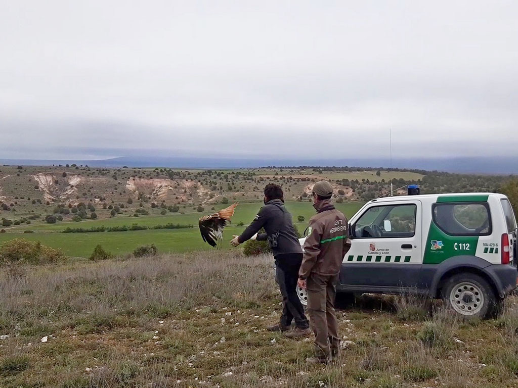 Momento de la suelta del milano real
