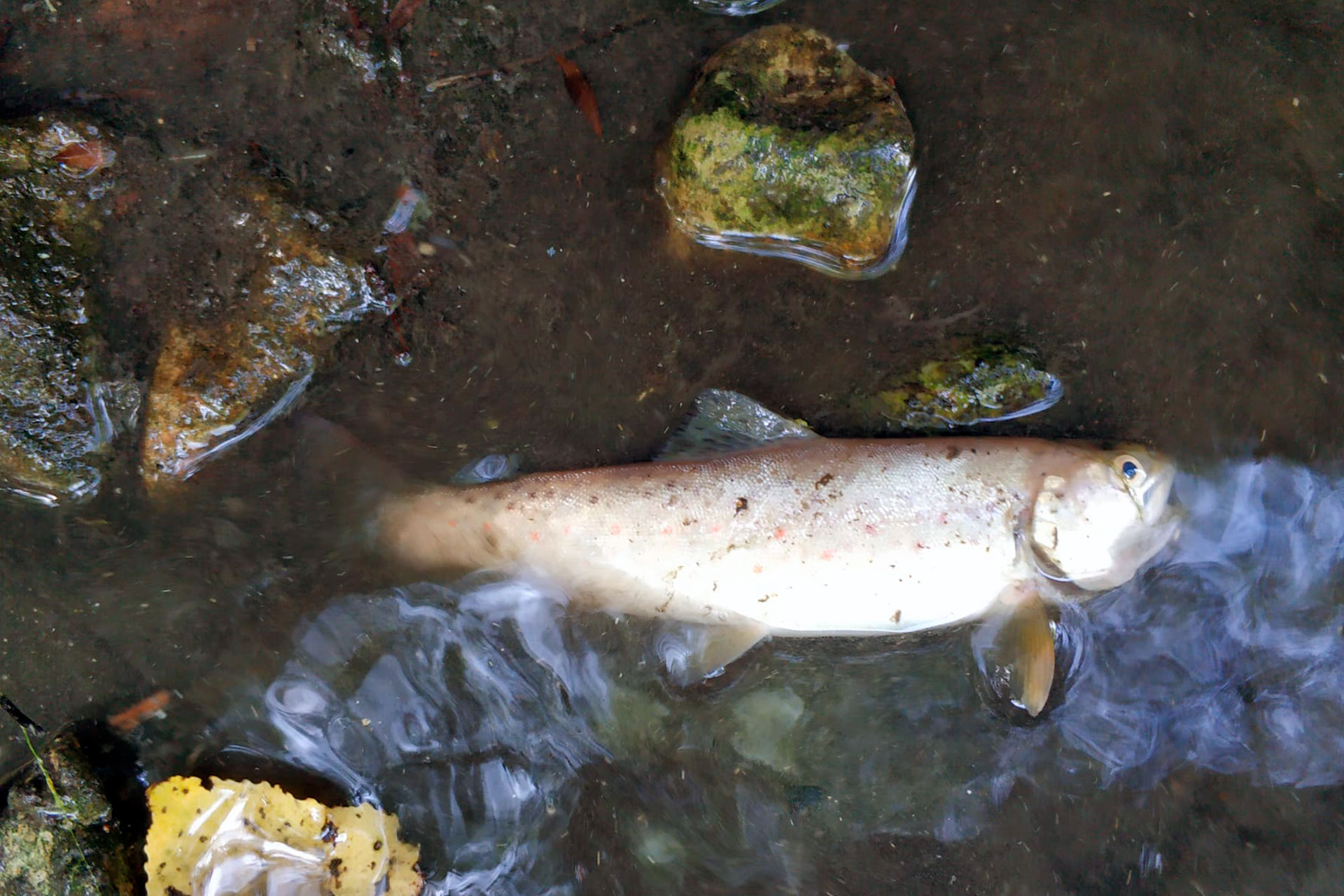 Rio Eresma Peces Muertos Toma Muestras CHD WA0003