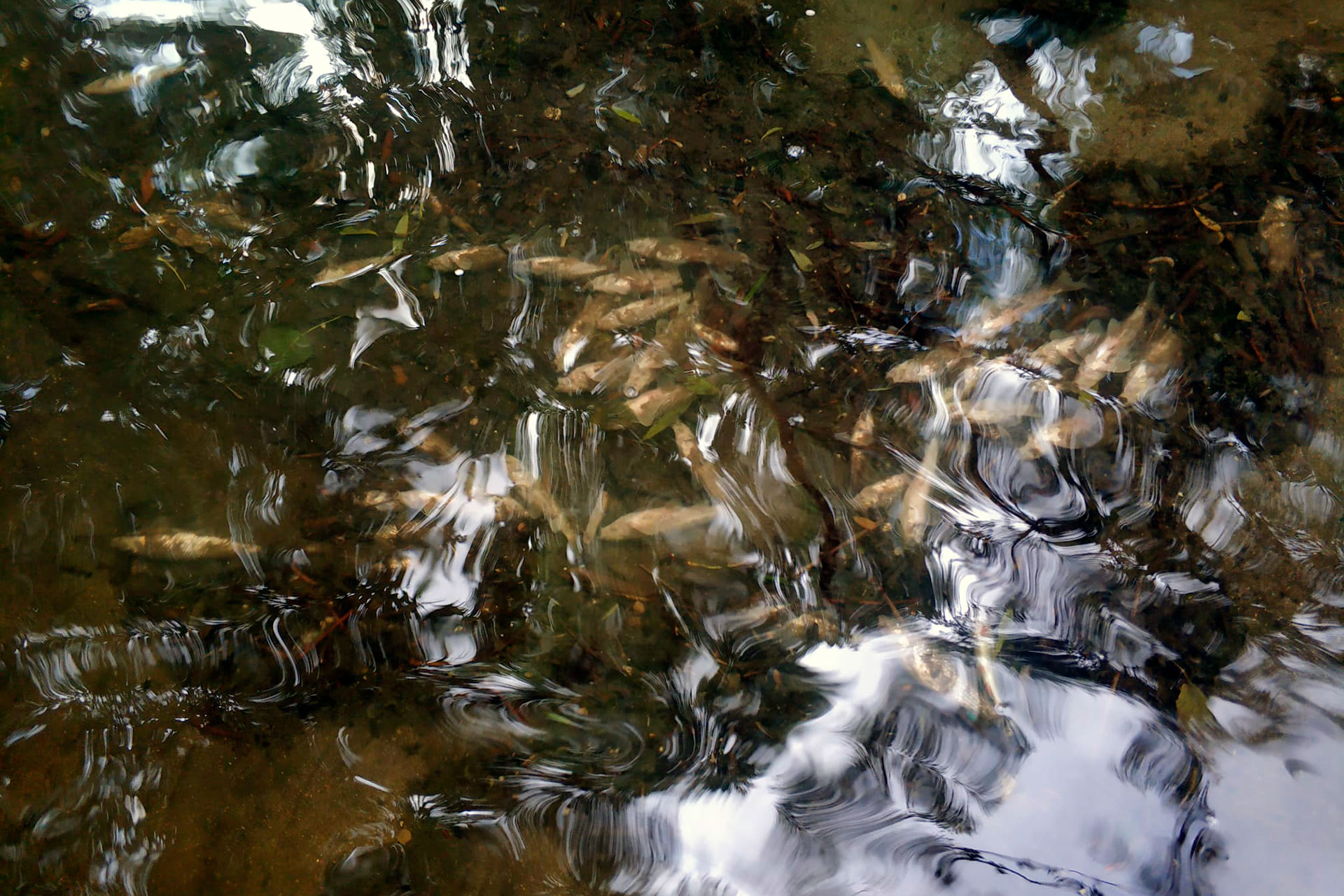 Rio Eresma Peces Muertos Toma Muestras CHD WA0004