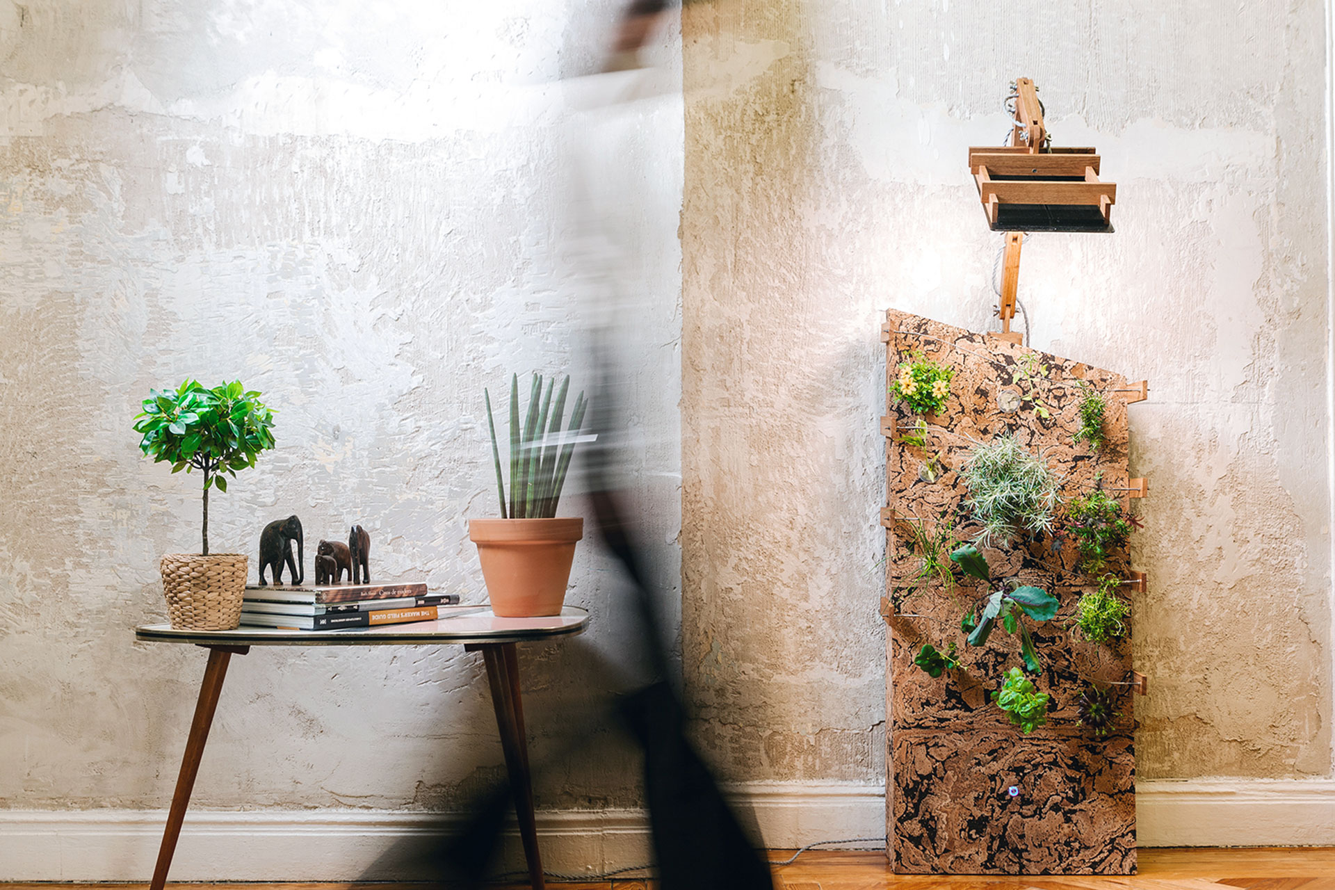 Plantas que no necesitan tierra 1 Segovia Open Future Nebbie staptup