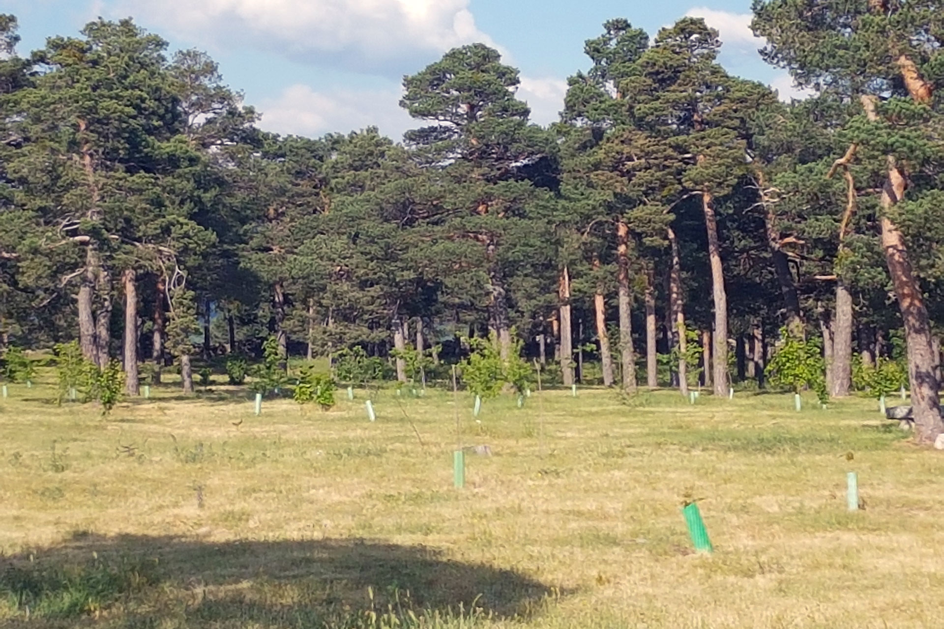 el espinar pinarillo arboles arrancados vandalismo