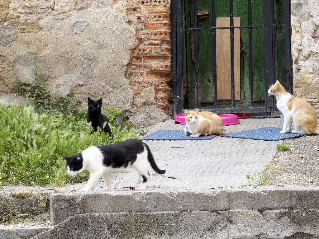 gatos callejeros