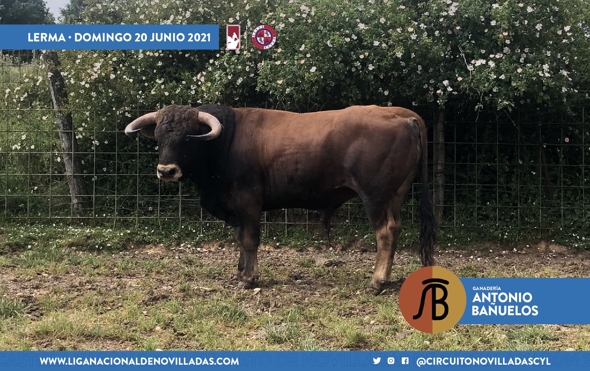 novillo antonio banuelos lerma 1 novillo antonio banuelos lerma 1