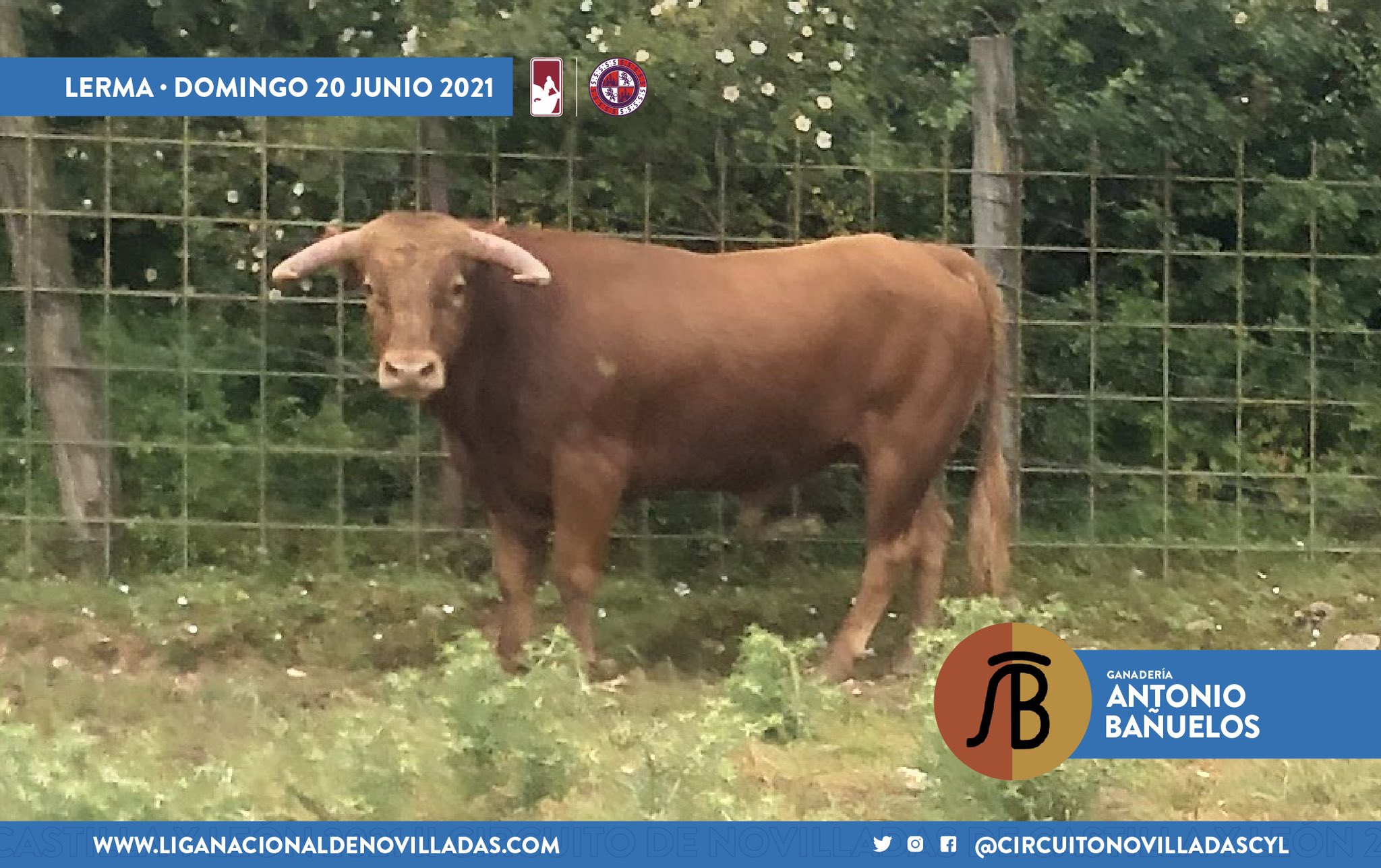 novillo antonio banuelos lerma 2 novillo antonio banuelos lerma 2