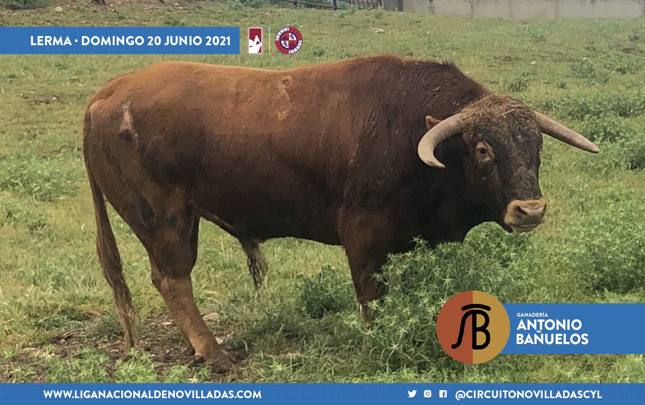 novillo antonio banuelos lerma 3 novillo antonio banuelos lerma 3