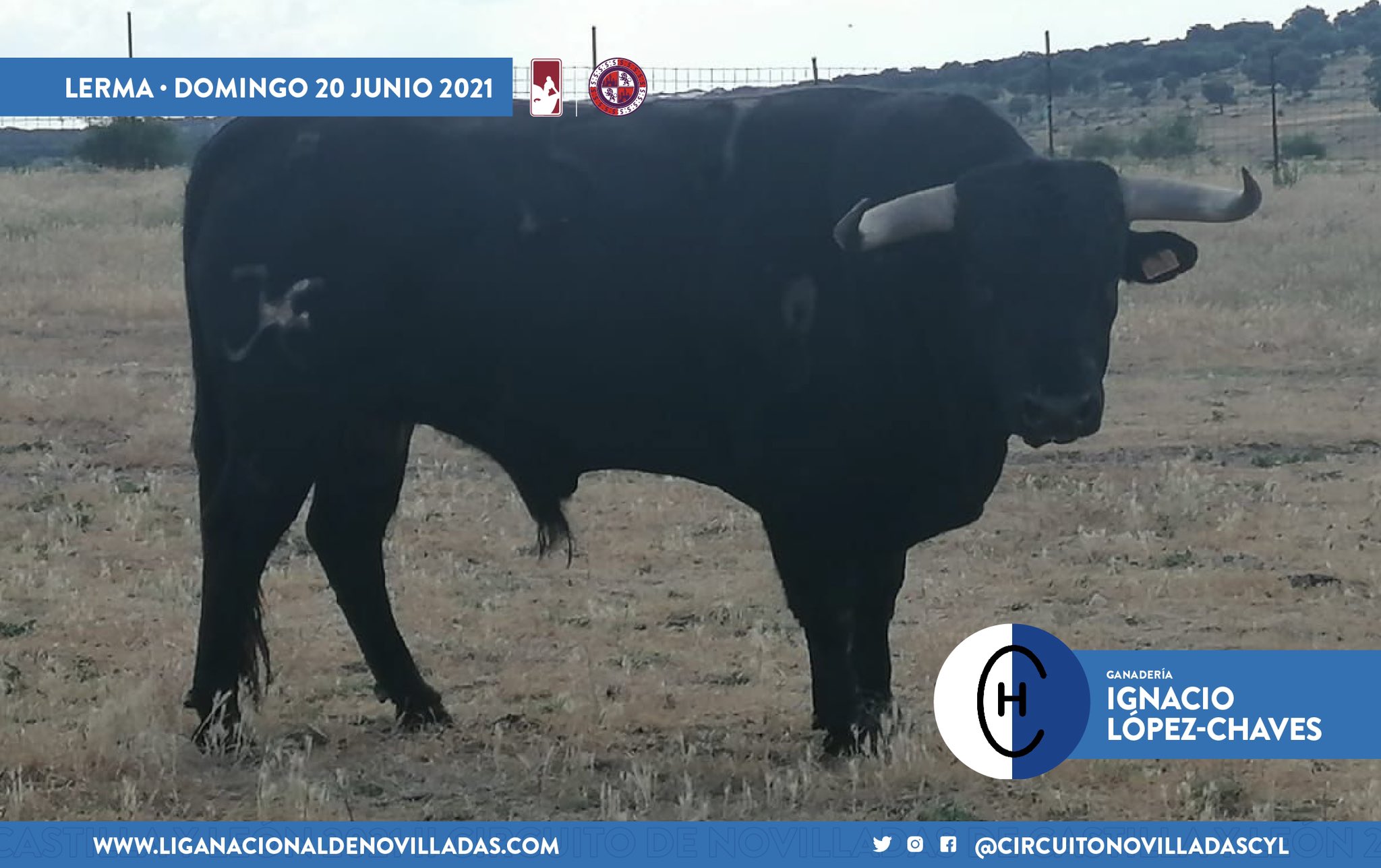 novillo ignacio lopez chaves lerma 1 novillo ignacio lopez chaves lerma 1