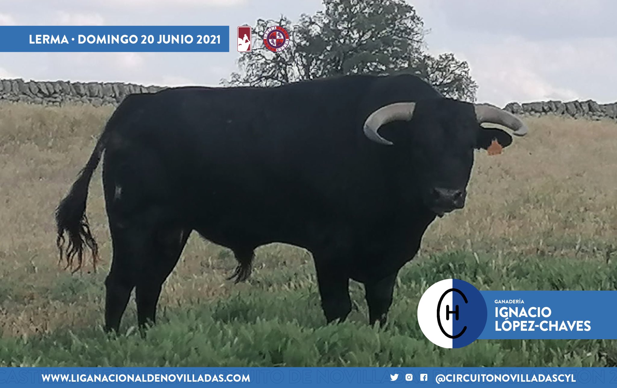 novillo ignacio lopez chaves lerma 2 novillo ignacio lopez chaves lerma 2