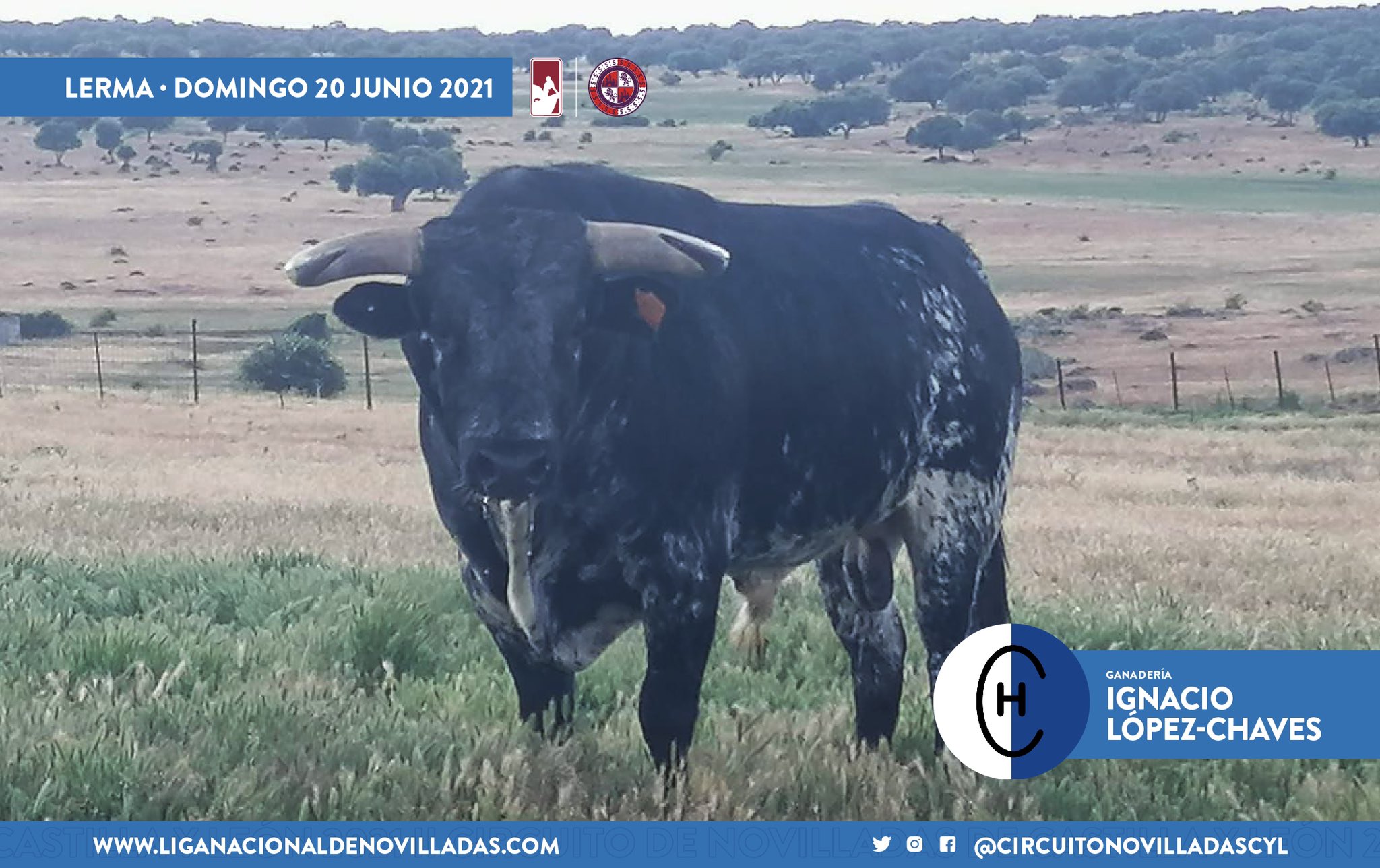 novillo ignacio lopez chaves lerma 3 novillo ignacio lopez chaves lerma 3