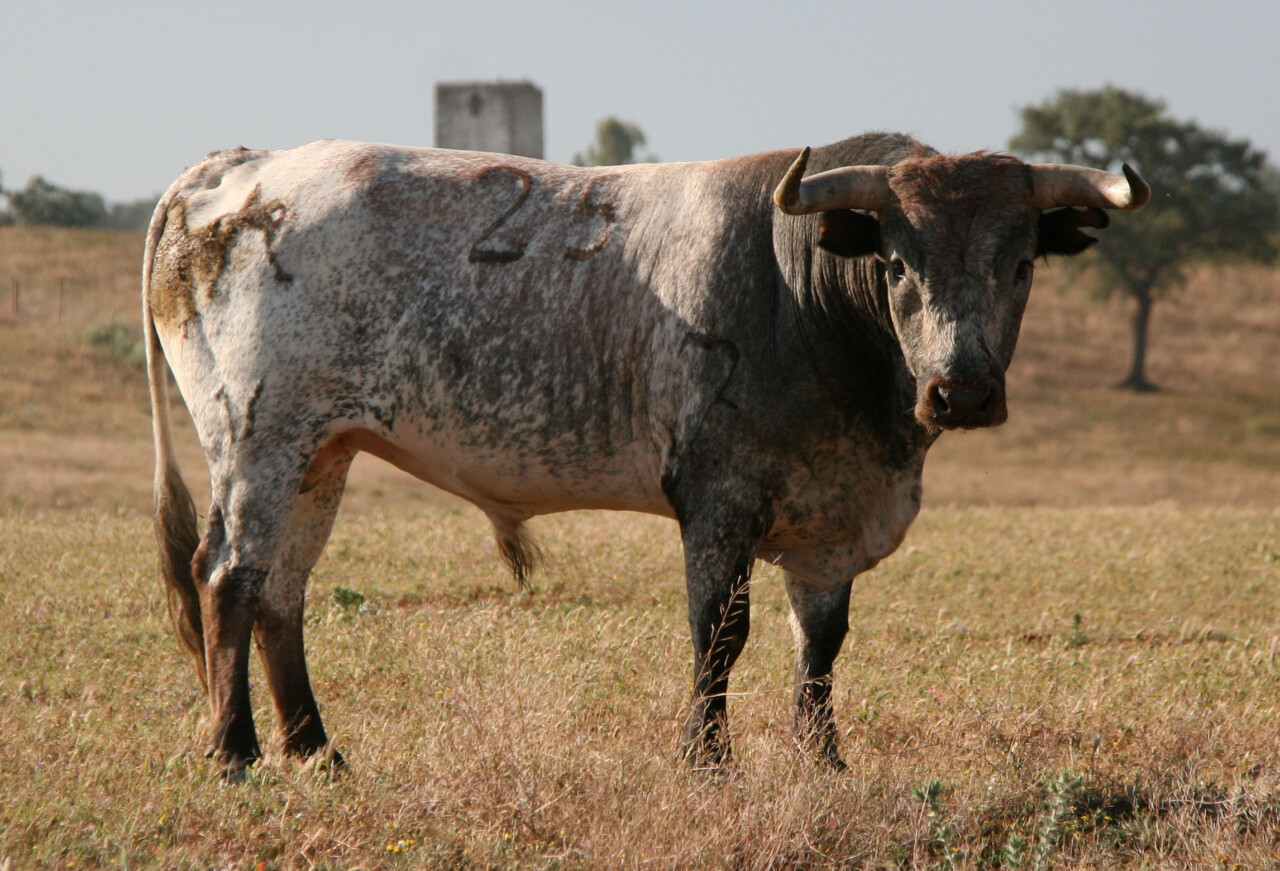 toro de miura para cuellar