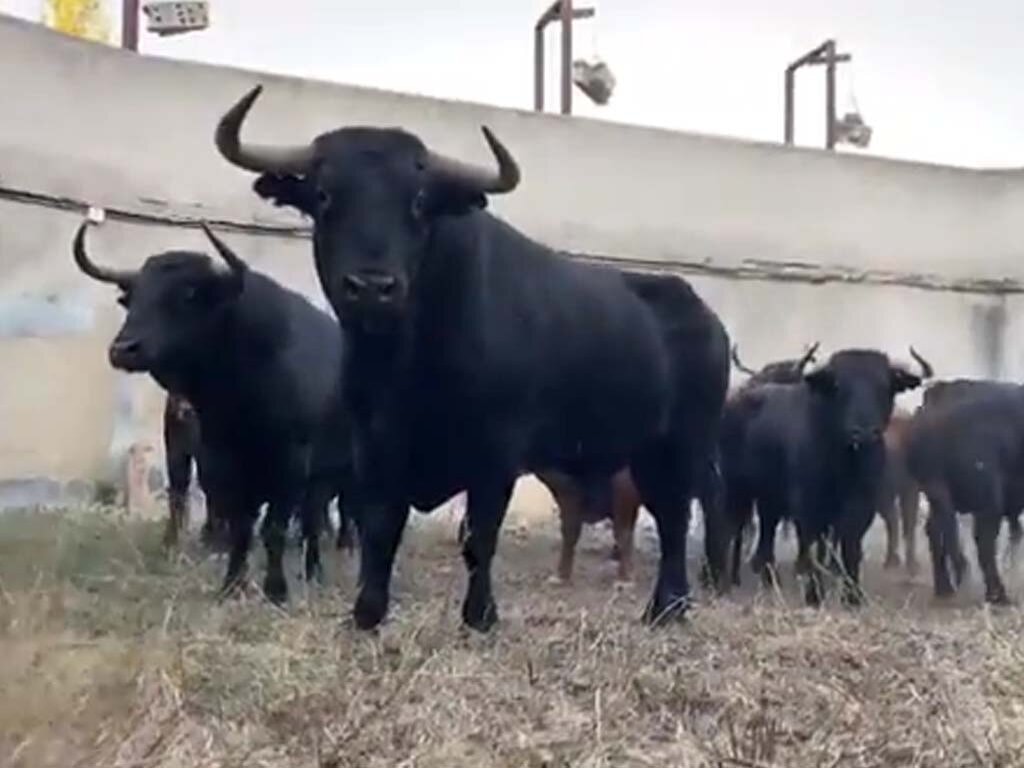 toros garcigrande segovia 0