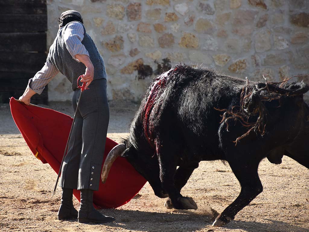 toros javier herrero al natural toros javier herrero al natural