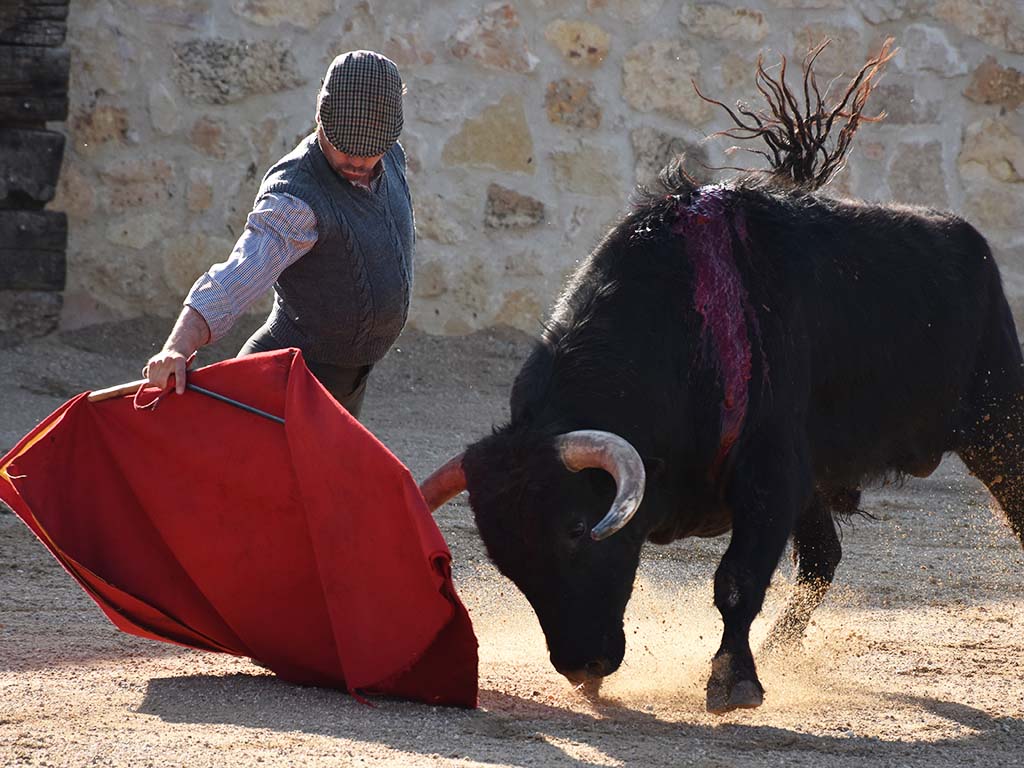 toros javier herrero tentadero los cerros toros javier herrero tentadero los cerros