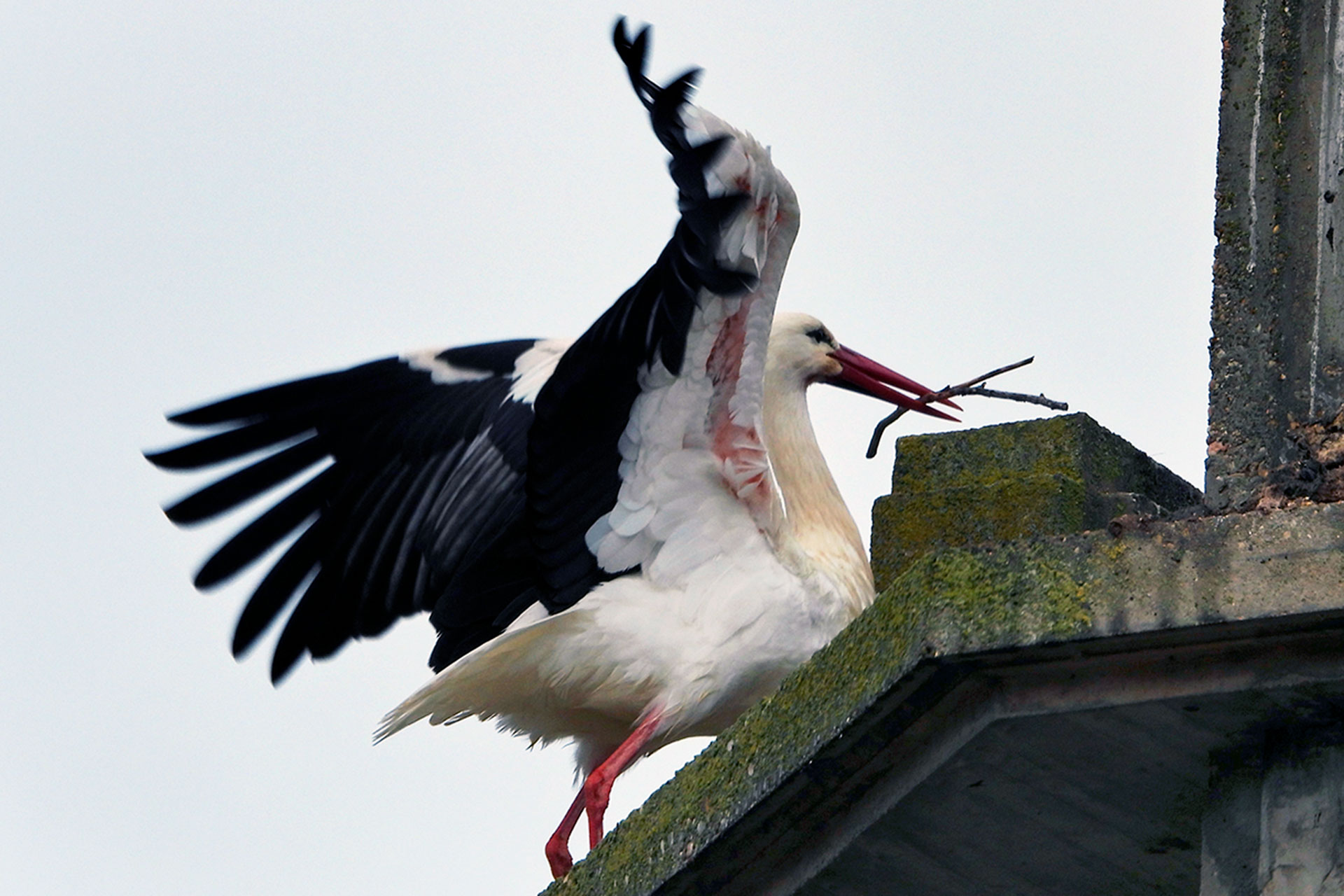 Ciguena blanca en Montejo de la Vega Fotografia Candelas Iglesias Aparicio 10 de abril de 2021