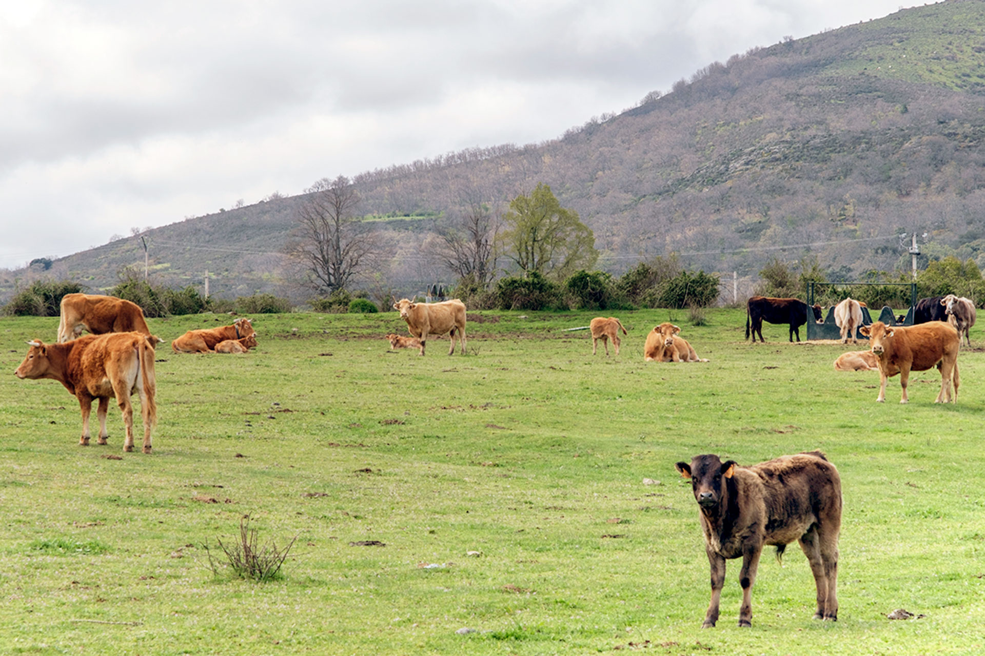 Ganaderia Vacas KAM5553