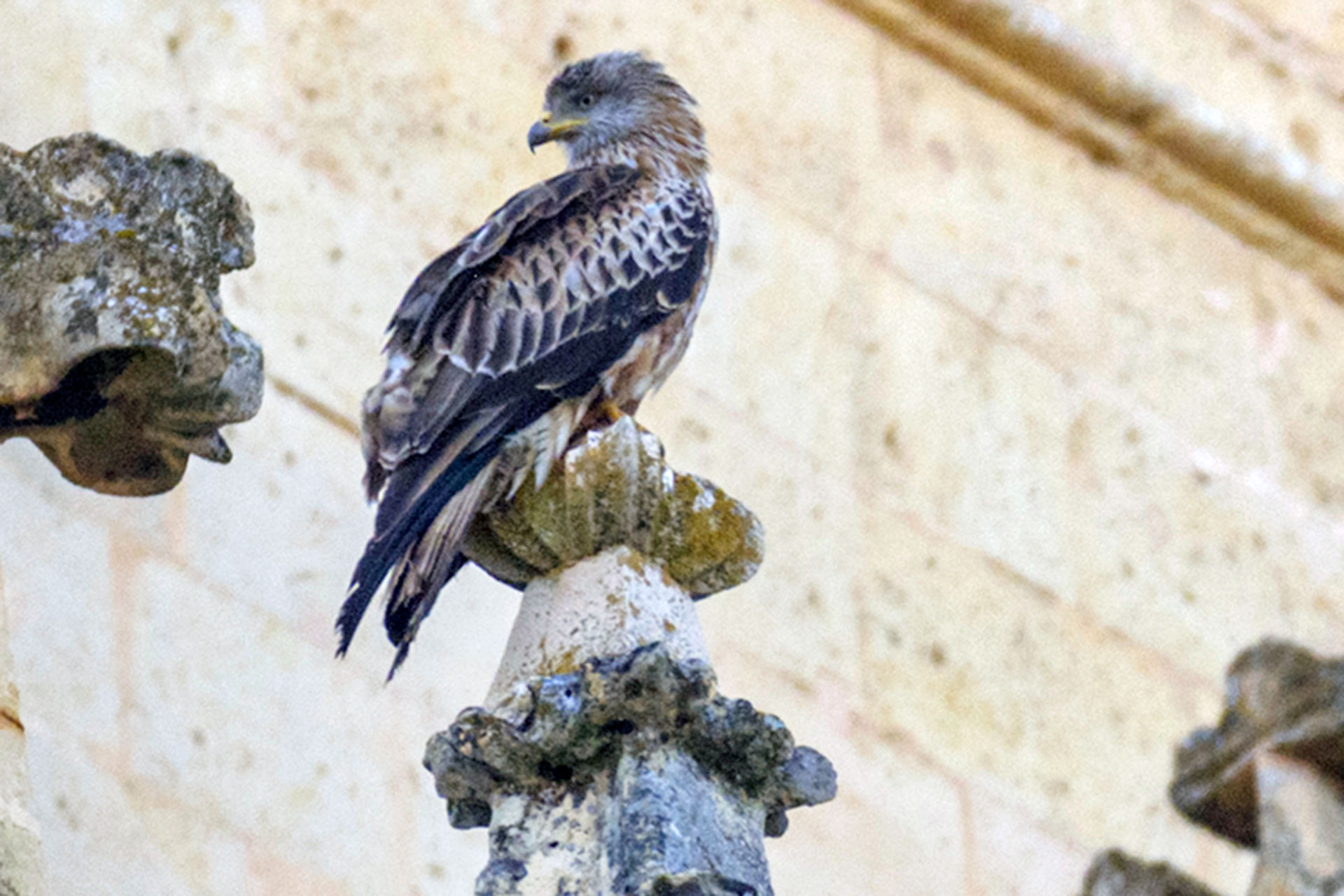 Milano Real Catedral Milano Real Catedral