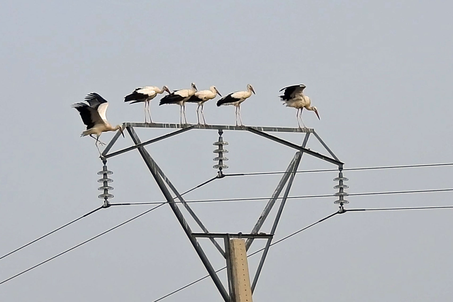 el espinar campo azalvaro ciguenas muertas 02