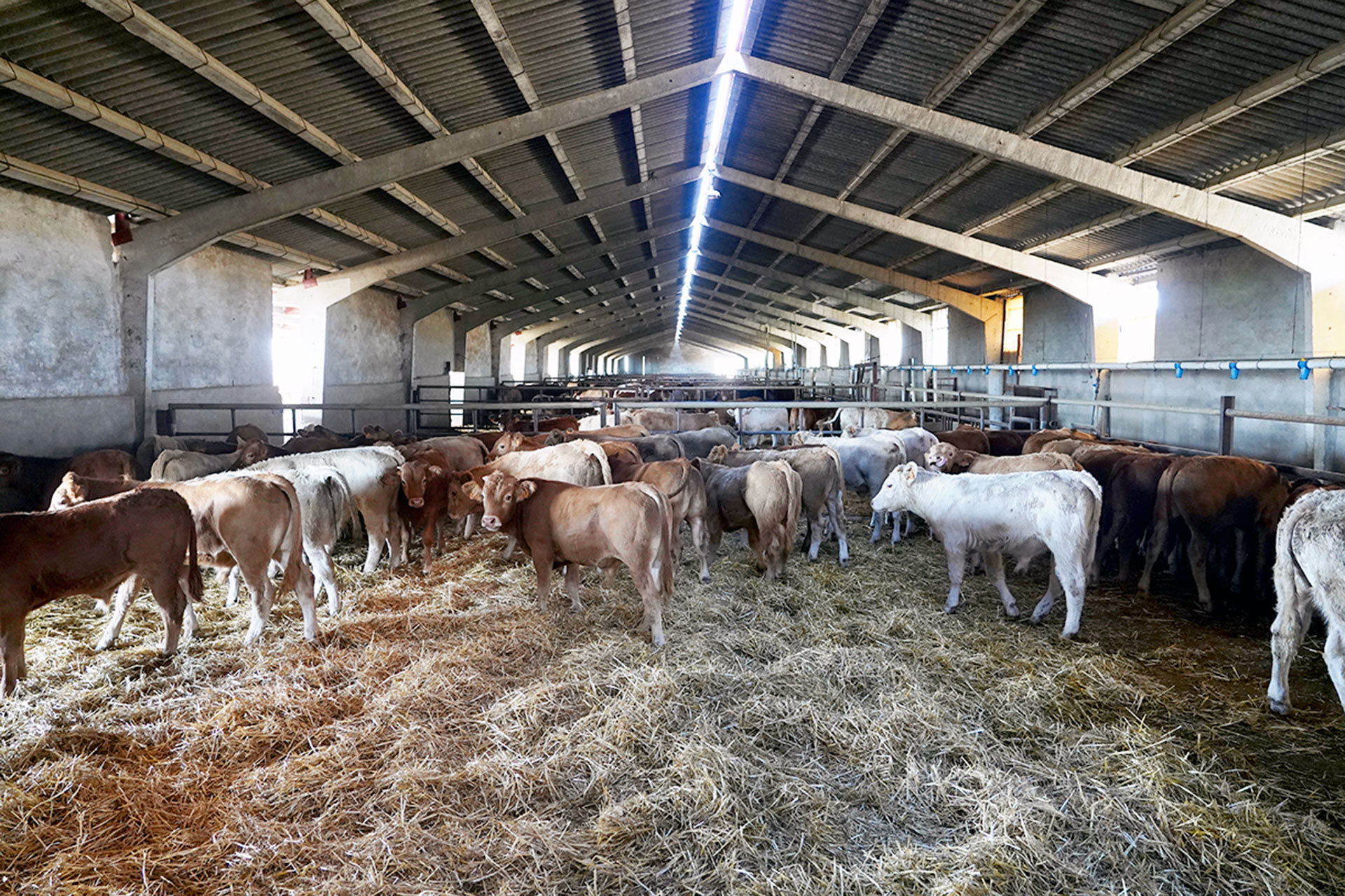 explotacion ganadera