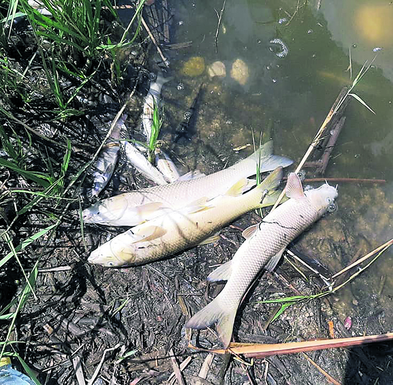 Algunos de los peces muertos en Juarros de Voltoya.