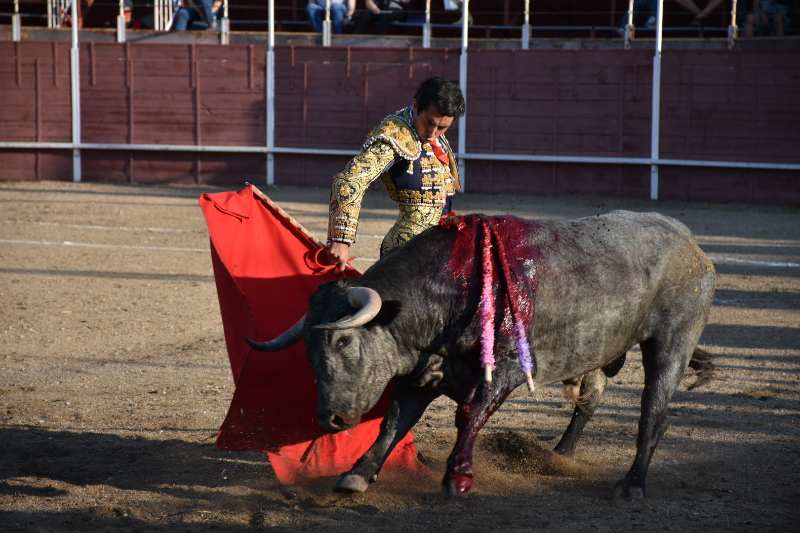 Pasa de las flores de José Rojo al novillo 'Cobardón', de Adolfo Martín, de vuelta al ruedo. / A.M.