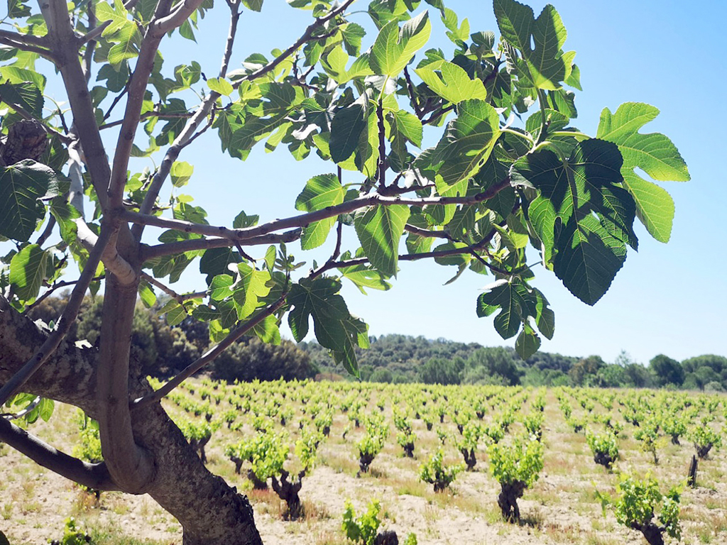 Vista de los viñedos incorporados al grupo. / EL ADELANTADO