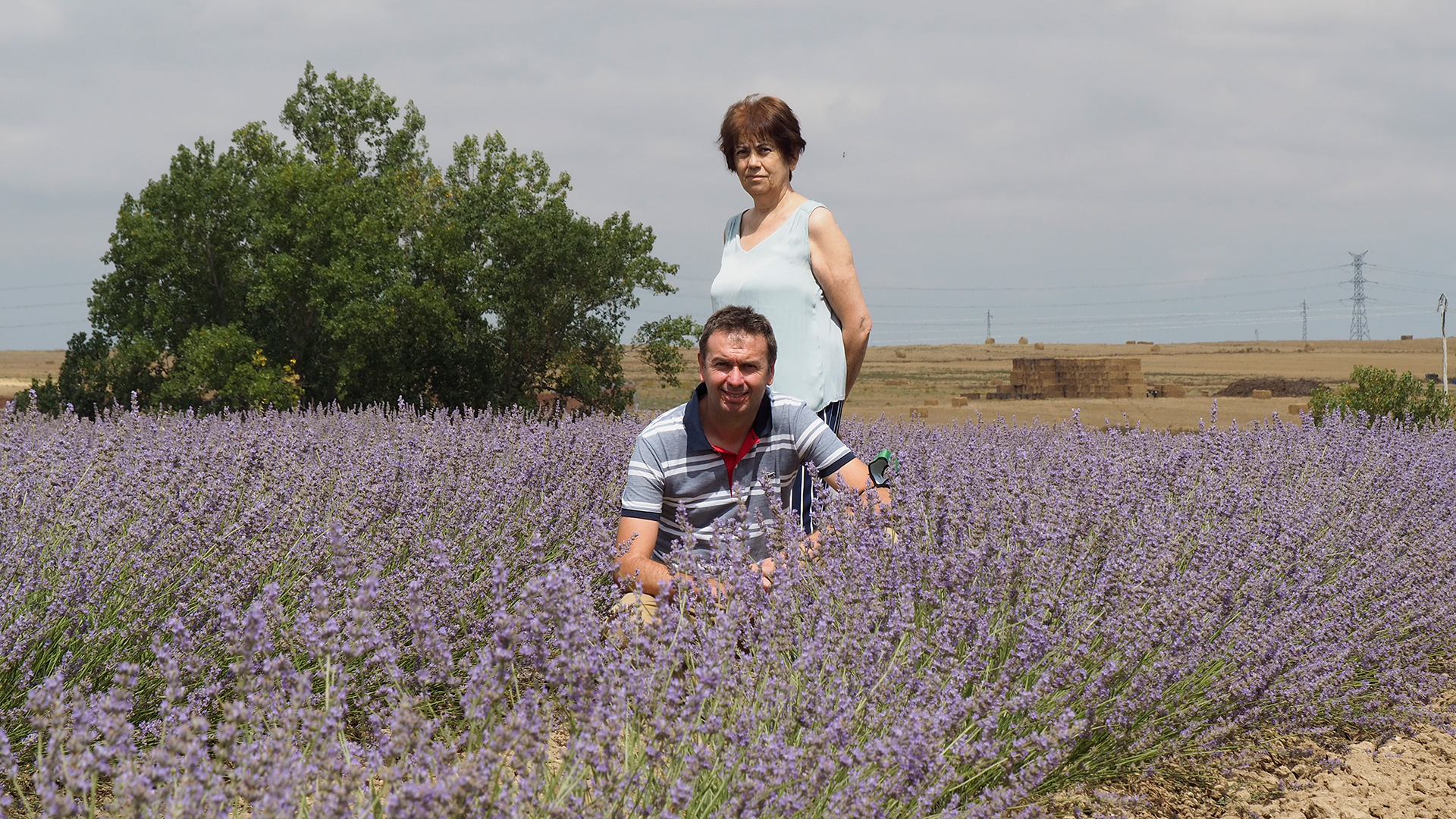 LAVANDA WEB
